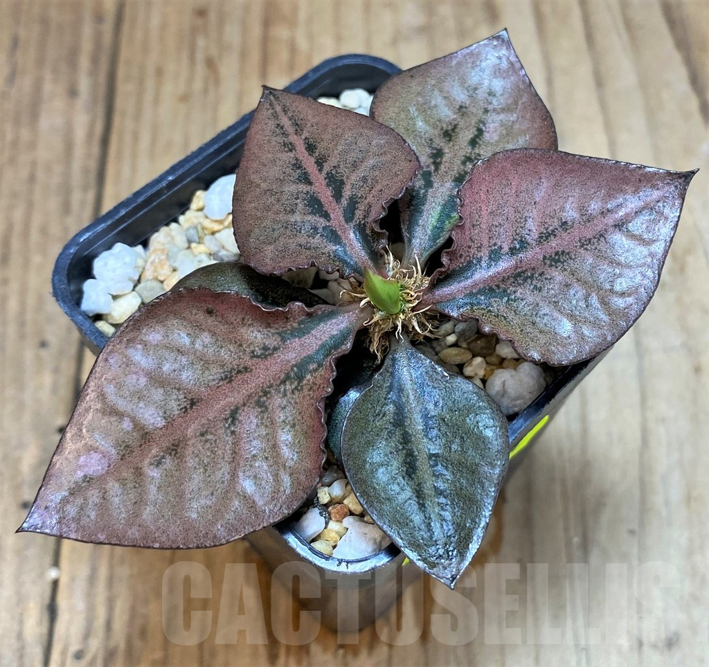 SH3624 Euphorbia francoisii hybrid - Obrázek 2