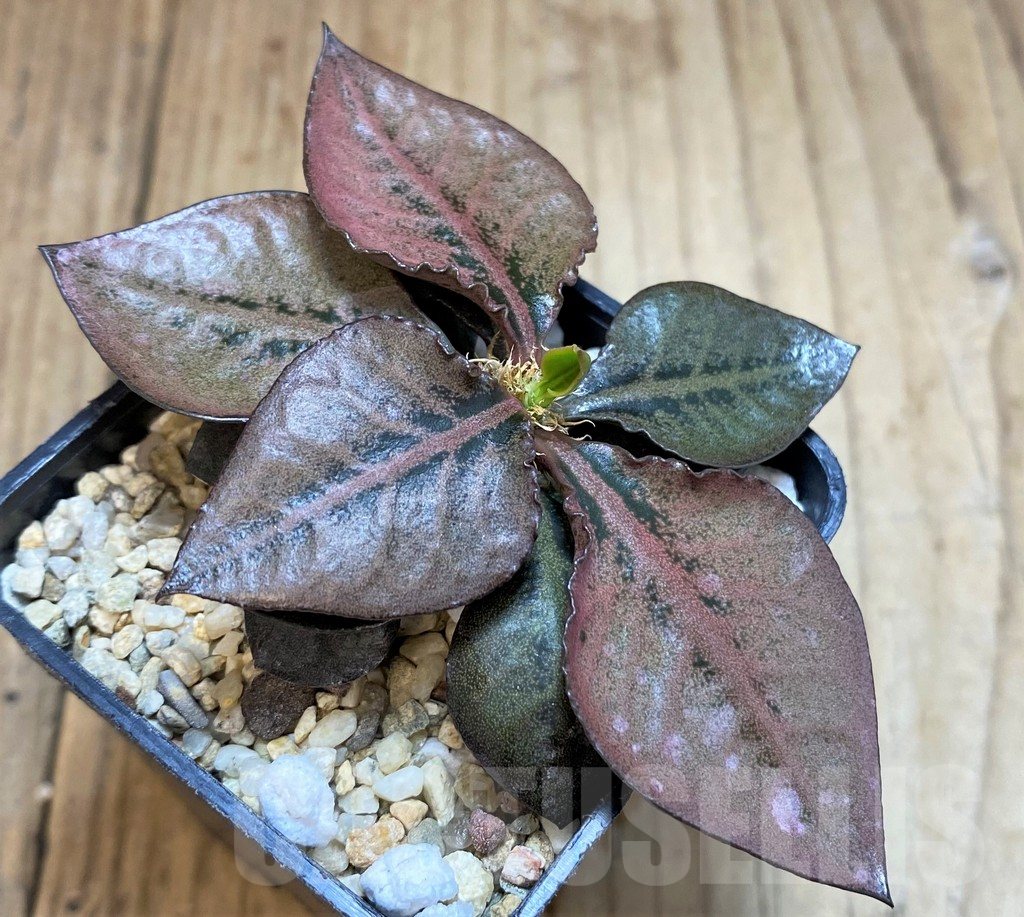 SH3624 Euphorbia francoisii hybrid