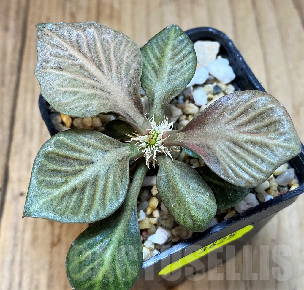 SH3625 Euphorbia francoisii hybrid - Obrázek 2