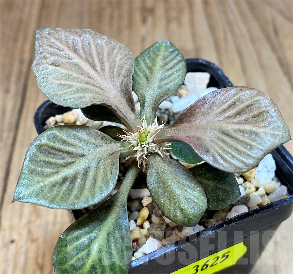 SH3625 Euphorbia francoisii hybrid