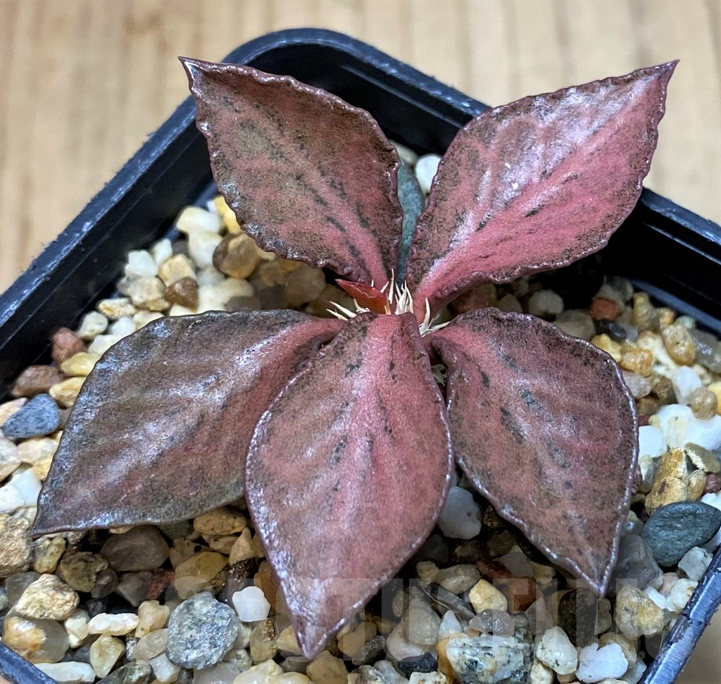 SH3626 Euphorbia francoisii hybrid