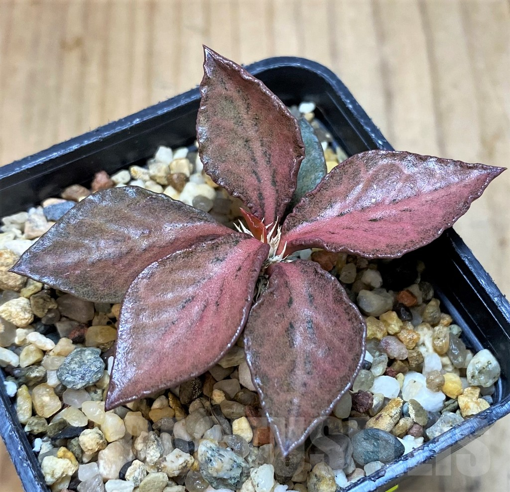 SH3626 Euphorbia francoisii hybrid - Image 2