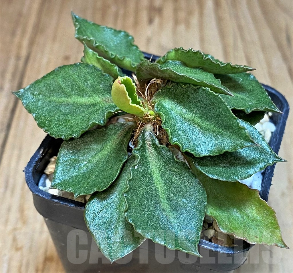 SH3627 Euphorbia francoisii hybrid - Image 2