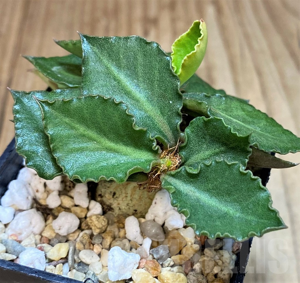 SH3627 Euphorbia francoisii hybrid