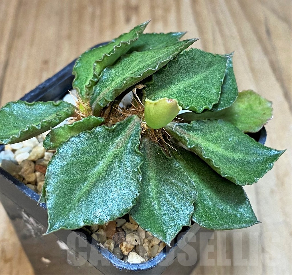 SH3627 Euphorbia francoisii hybrid - Image 3