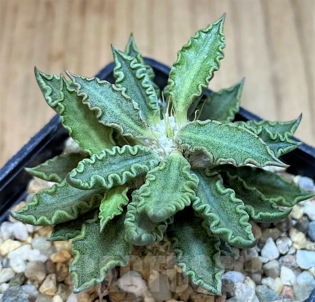 SH3630 Euphorbia tulearensis