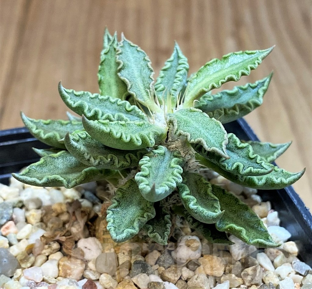 SH3630 Euphorbia tulearensis - Imagen 2