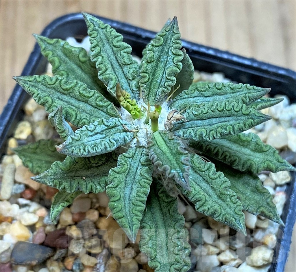 SH3632 Euphorbia tulearensis - Image 2