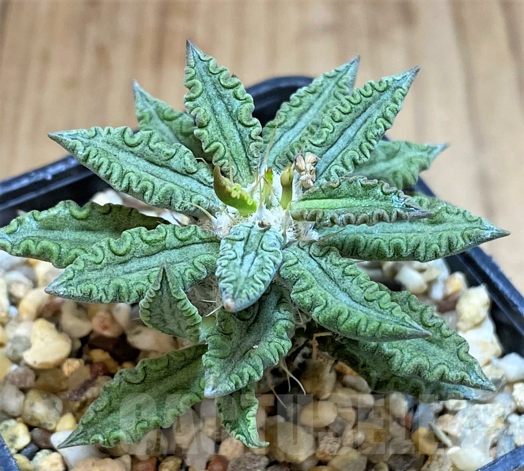 SH3632 Euphorbia tulearensis