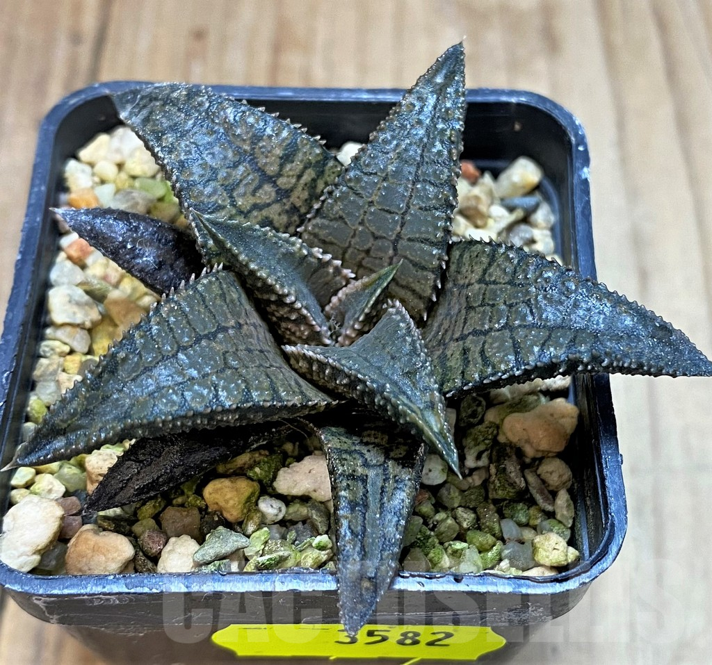 SH3582 Haworthia koelmaniorum 'Dragon King' - Image 2