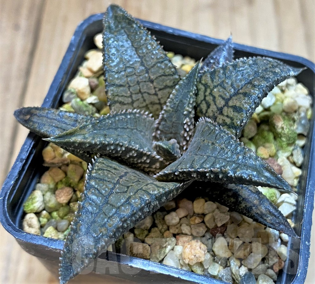 SH3582 Haworthia koelmaniorum 'Dragon King'