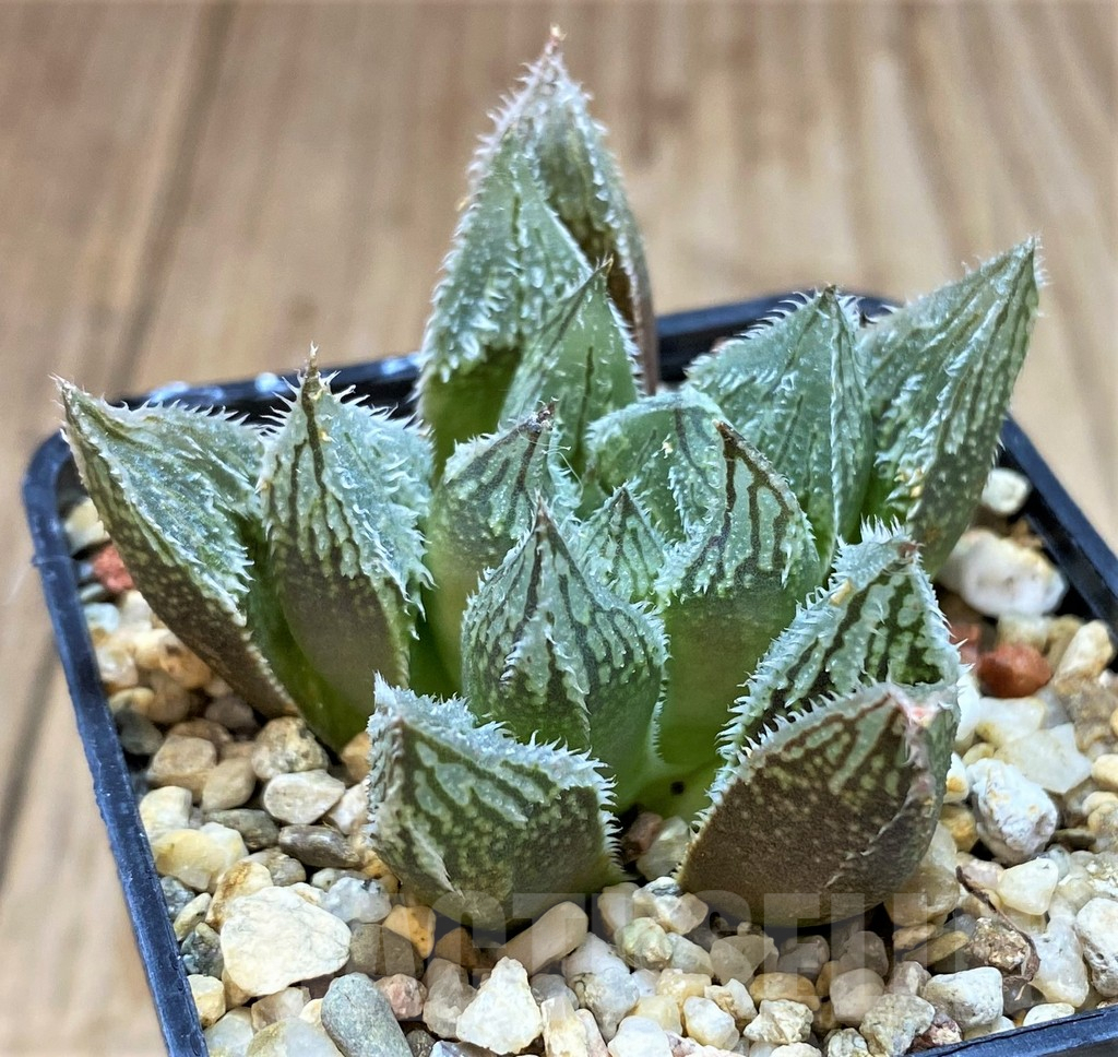 SH3583 Haworthia 'Shirayuki-Emaki' hybrid - Image 2