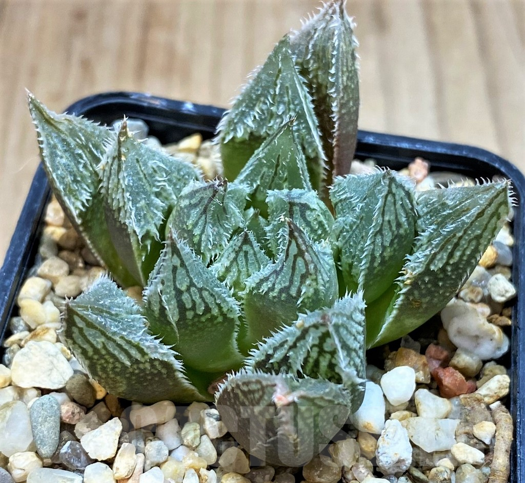 SH3583 Haworthia 'Shirayuki-Emaki' hybrid