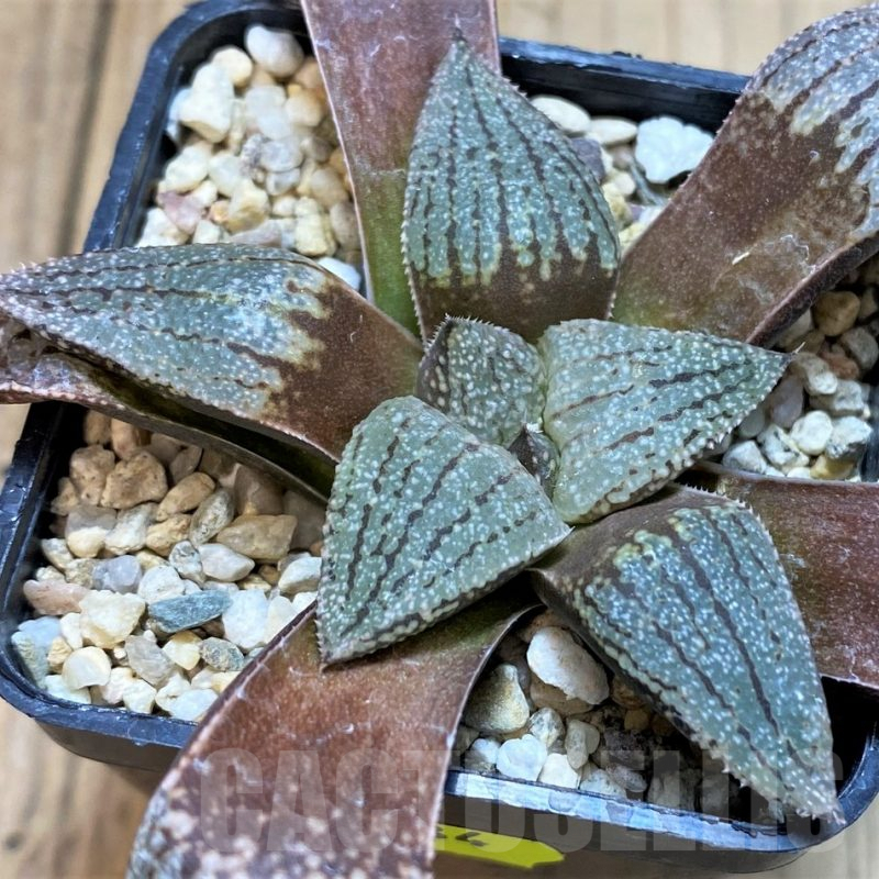 SH3584 Haworthia picta -Japan-