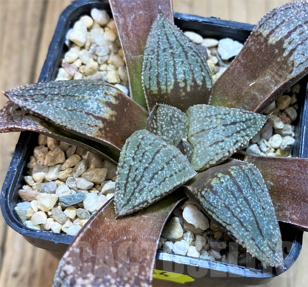 SH3584 Haworthia picta -Japan-