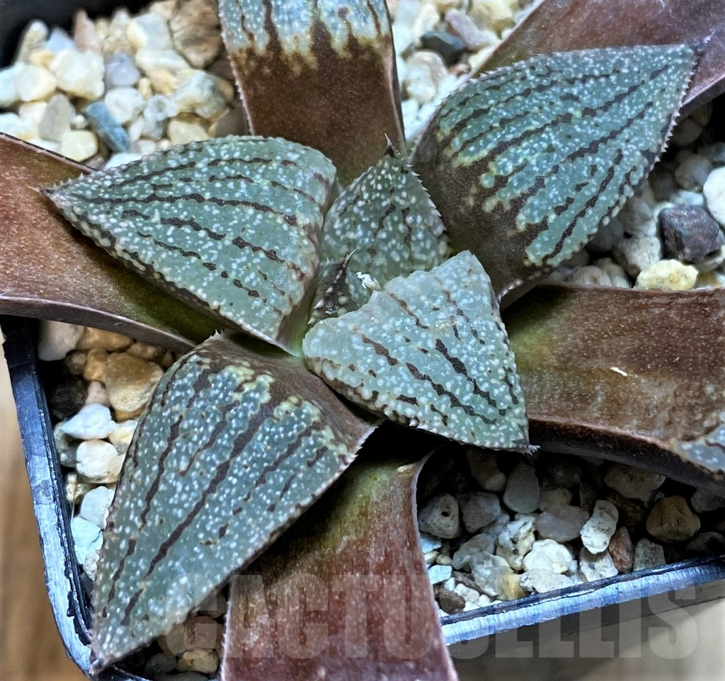 SH3584 Haworthia picta -Japan- - immagine 2