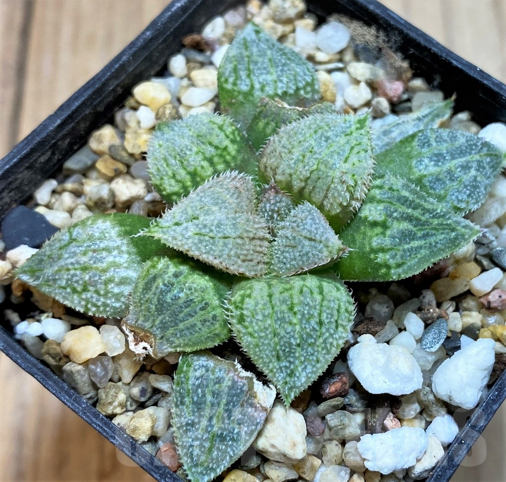 SH3585 Haworthia 'Nautilus' - Obrázek 2