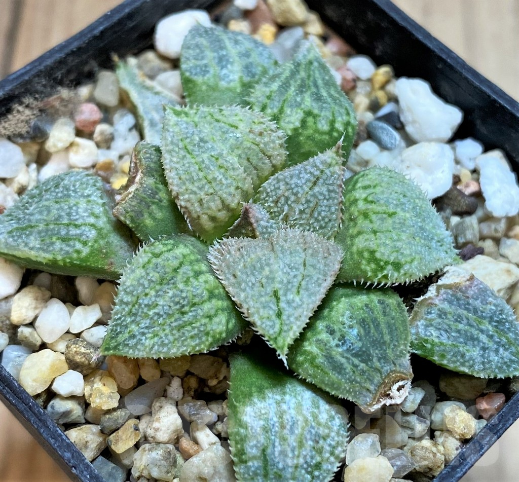 SH3585 Haworthia 'Nautilus'
