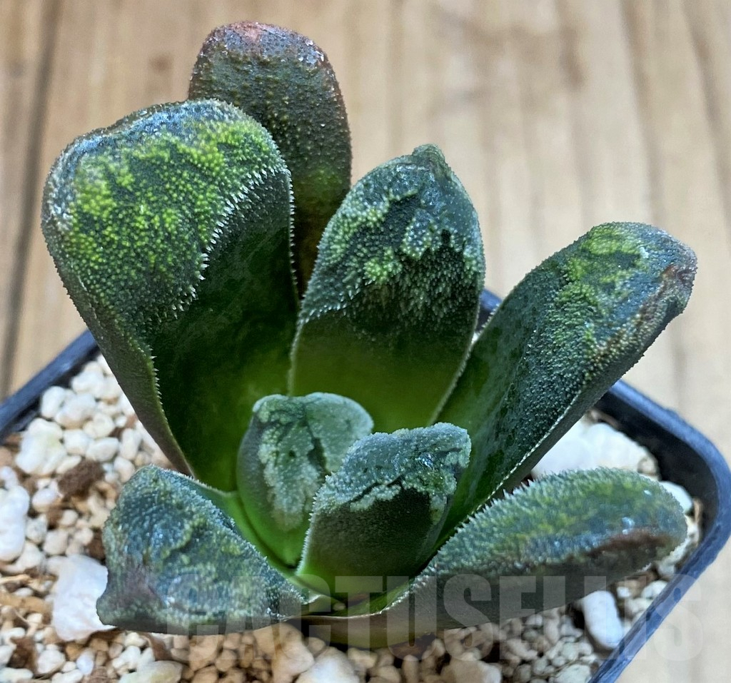 SH3587 Haworthia maughanii x schultiana x retusa
