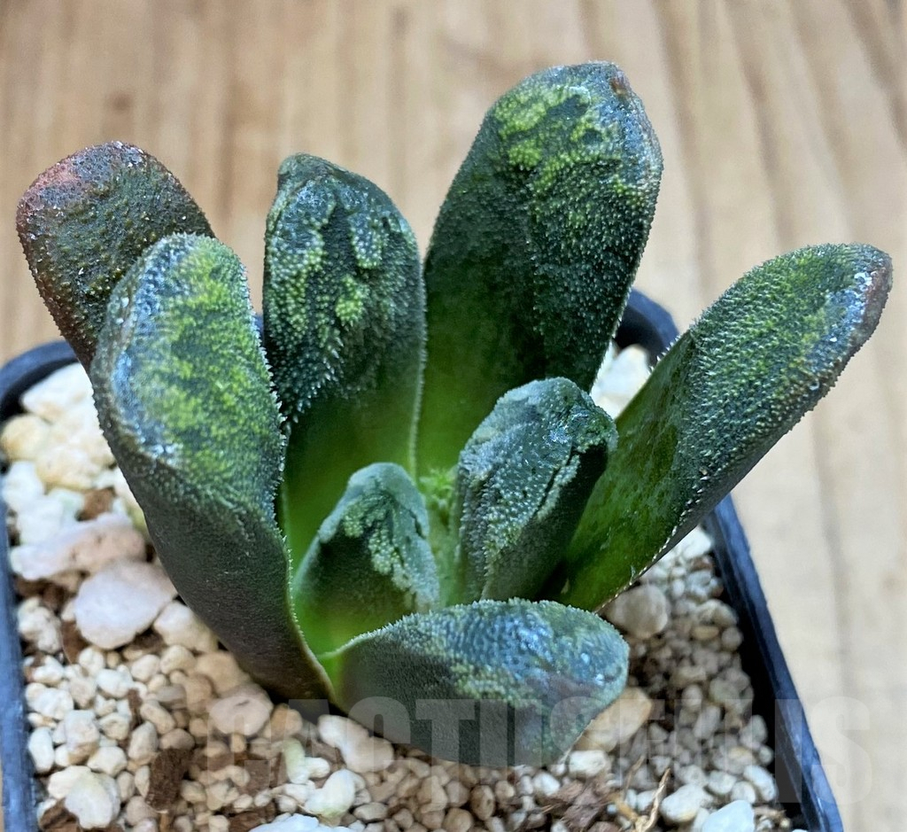 SH3587 Haworthia maughanii x schultiana x retusa - Image 2