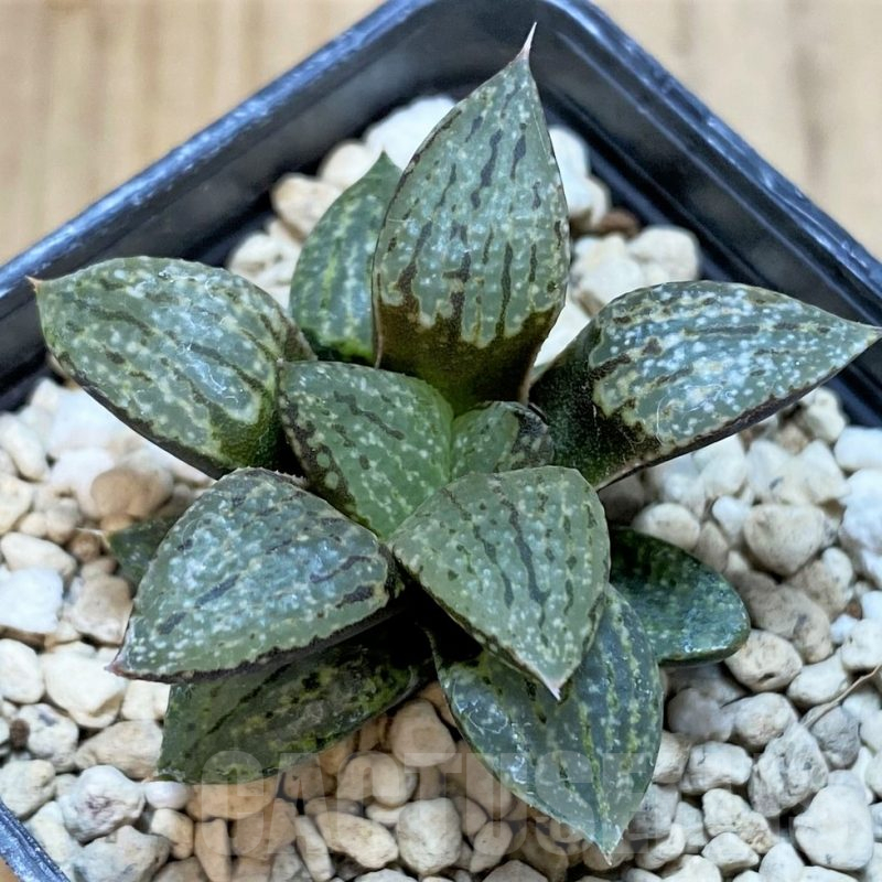 SH3588 Haworthia picta -George South East Of Zebra-, seedling