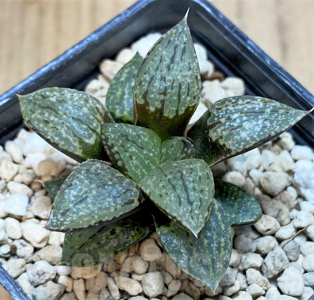 SH3588 Haworthia picta -George South East Of Zebra-, seedling