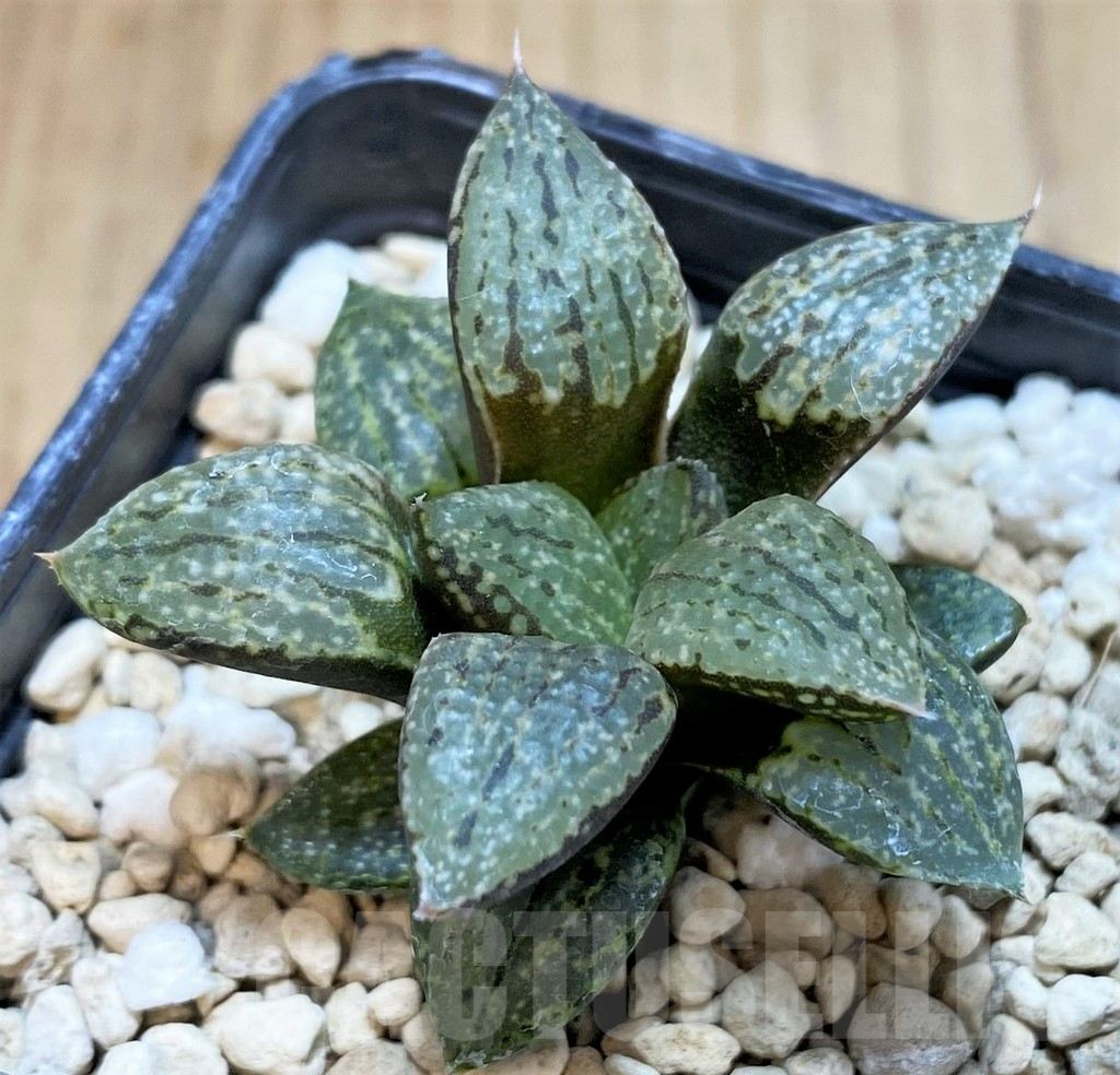 SH3588 Haworthia picta -George South East Of Zebra-, seedling - Obrázek 2