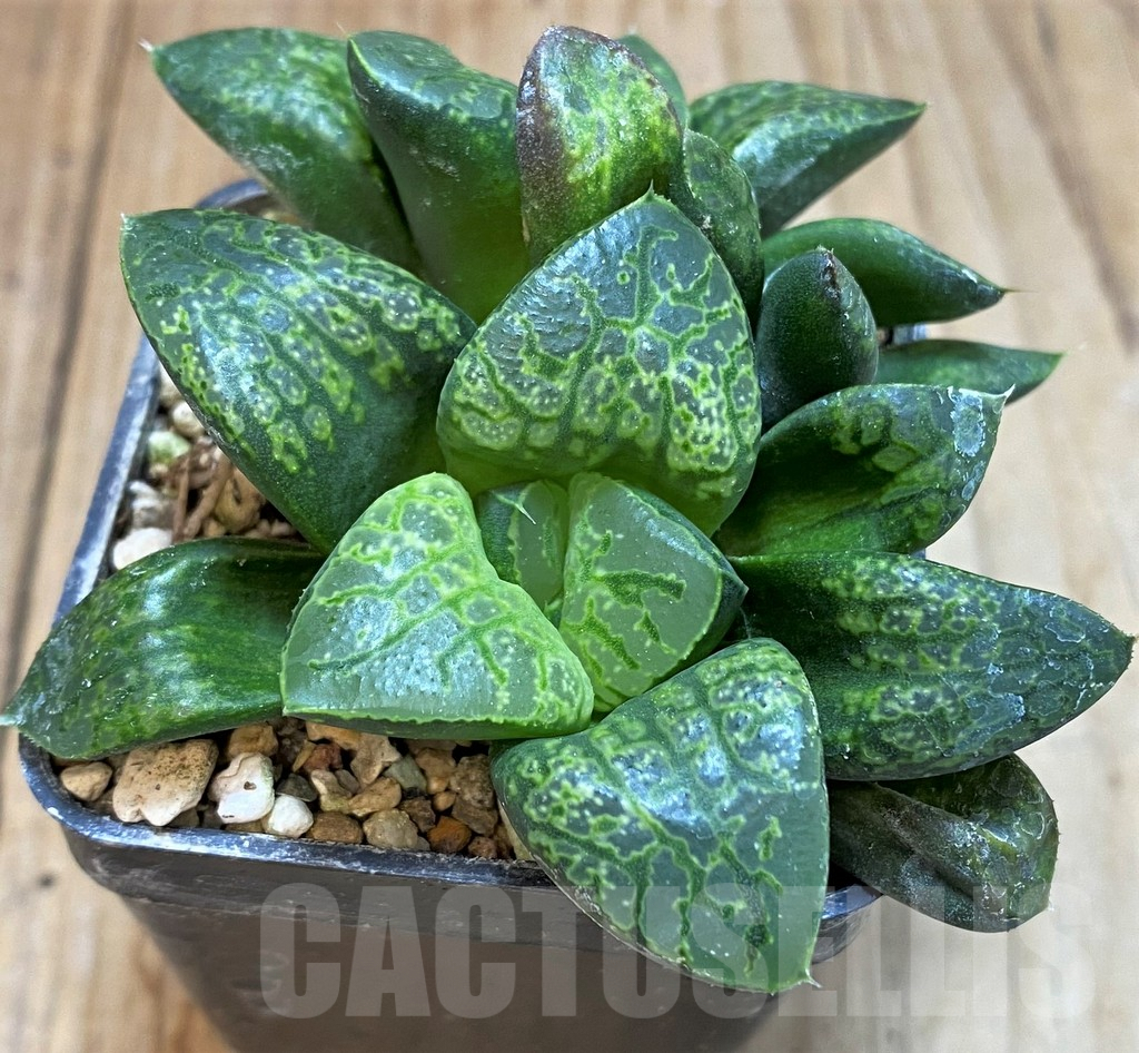 SH3589 Haworthia 'Kamen Butokai'