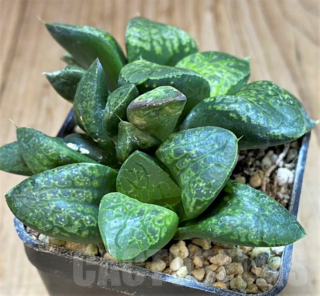 SH3589 Haworthia 'Kamen Butokai' - immagine 2
