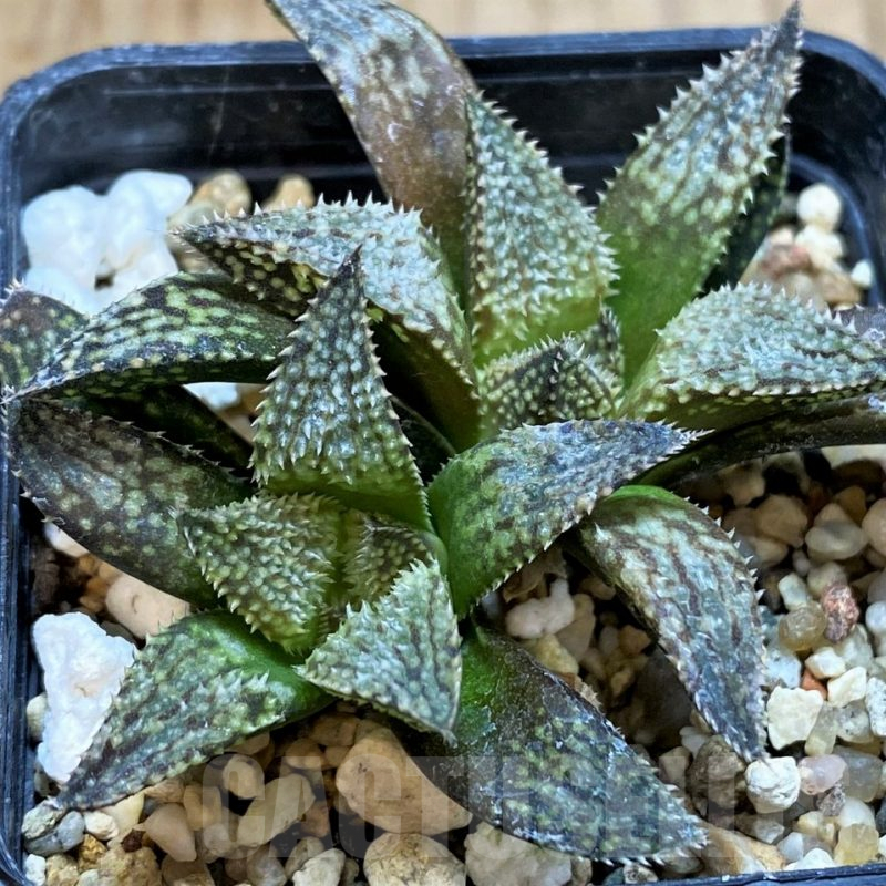 SH3590 Haworthia 'Bev's Wonder' hybrid