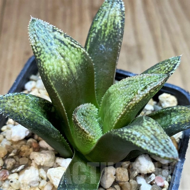 SH3591 Haworthia splendens 'Hakuja'