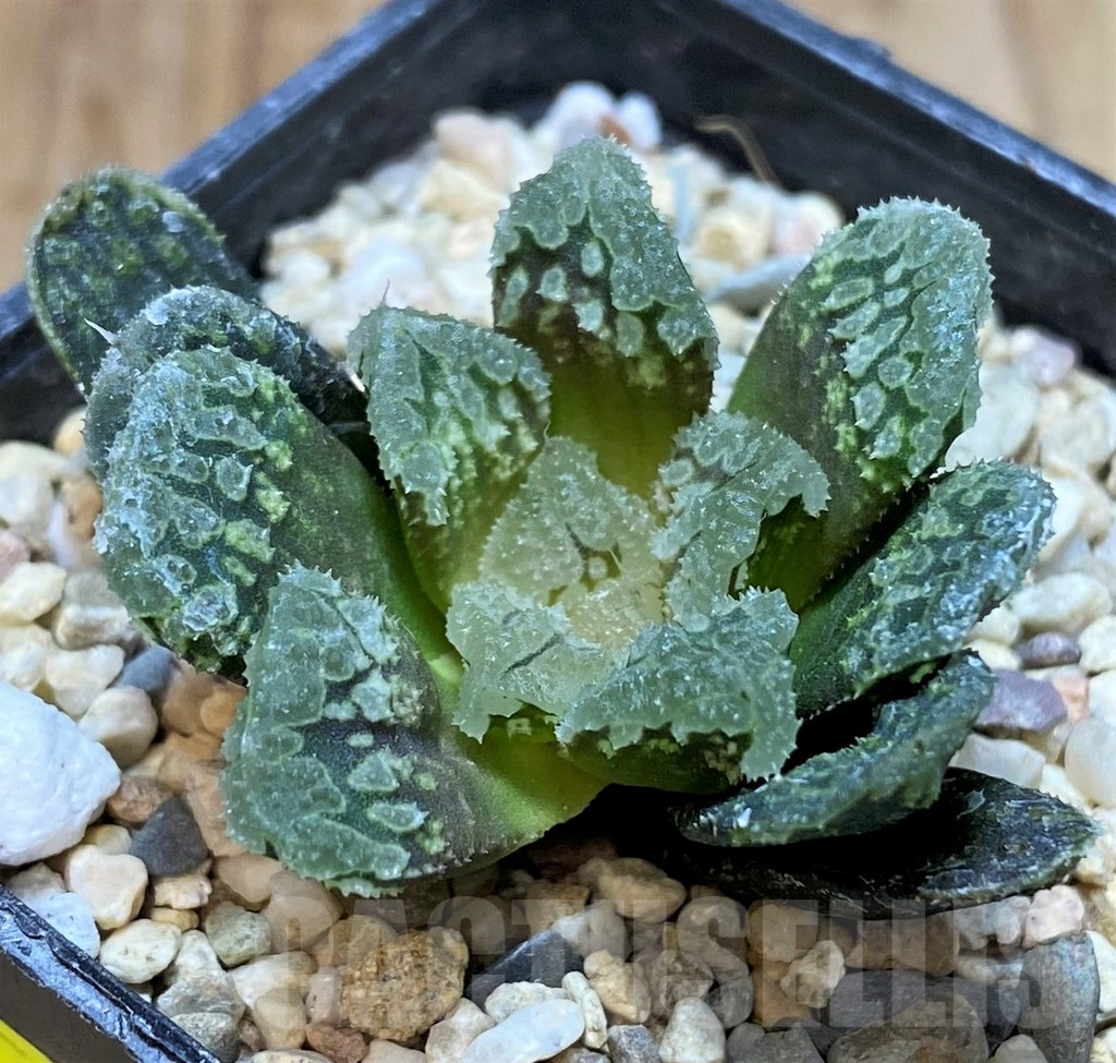 SH3592 Haworthia 'Gorbi' F2 - immagine 3