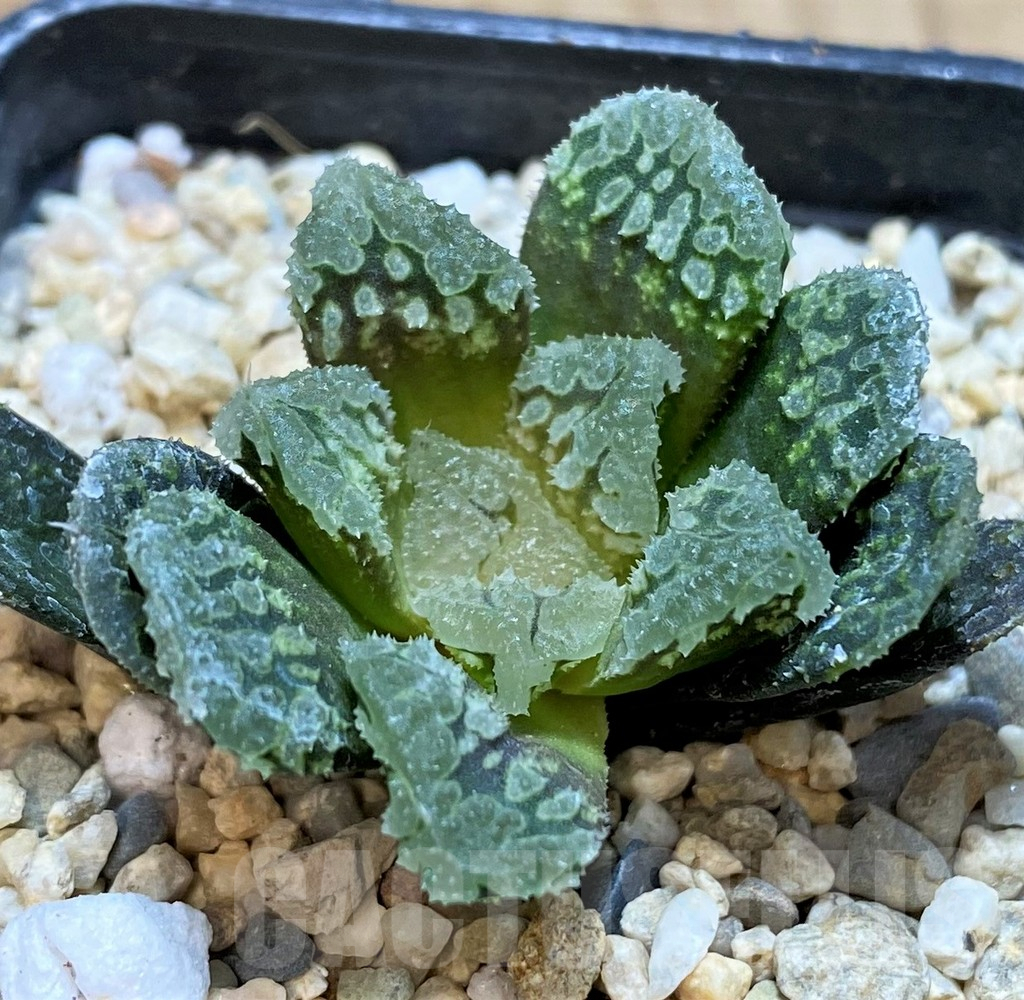 SH3592 Haworthia 'Gorbi' F2