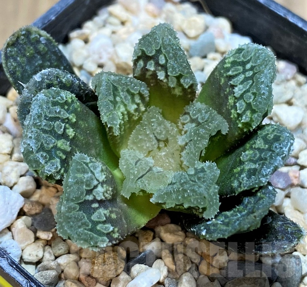 SH3592 Haworthia 'Gorbi' F2 - immagine 2