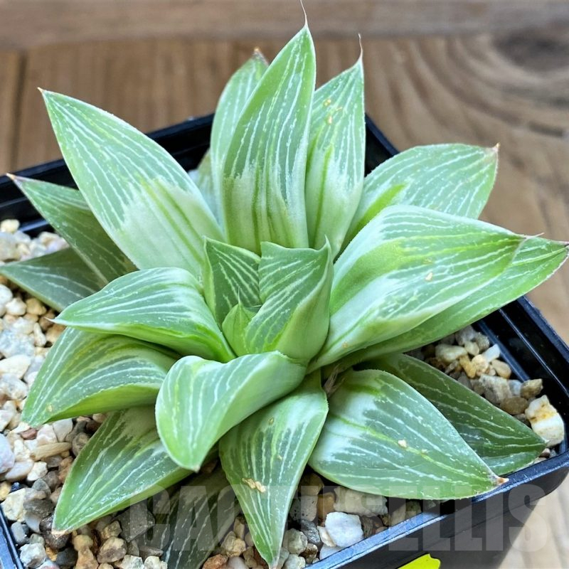 SH3593 Haworthia retusa 'Milky Way'