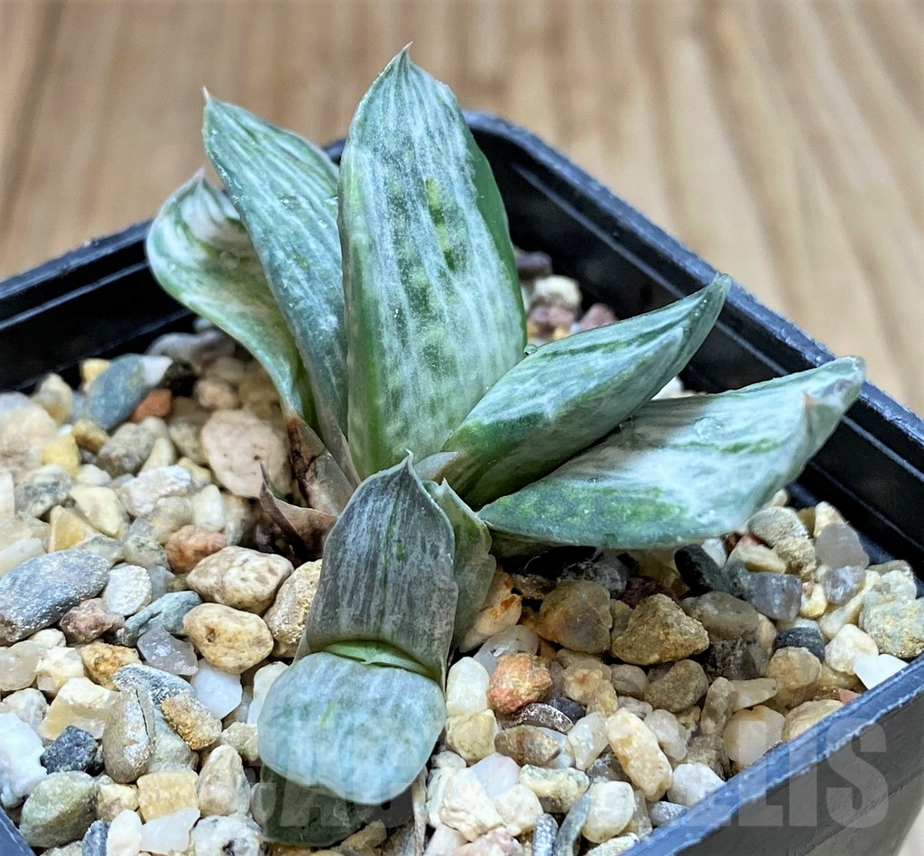 SH3594 Gasteria nigricans f. variegata - Image 2