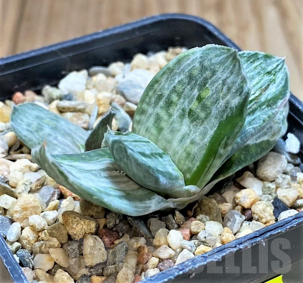 SH3594 Gasteria nigricans f. variegata