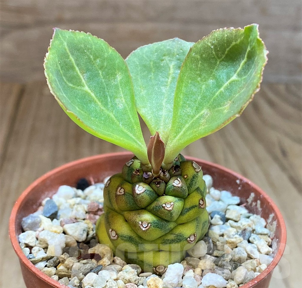 SH3596 Monadenium ritchiei f. variegata - Image 2