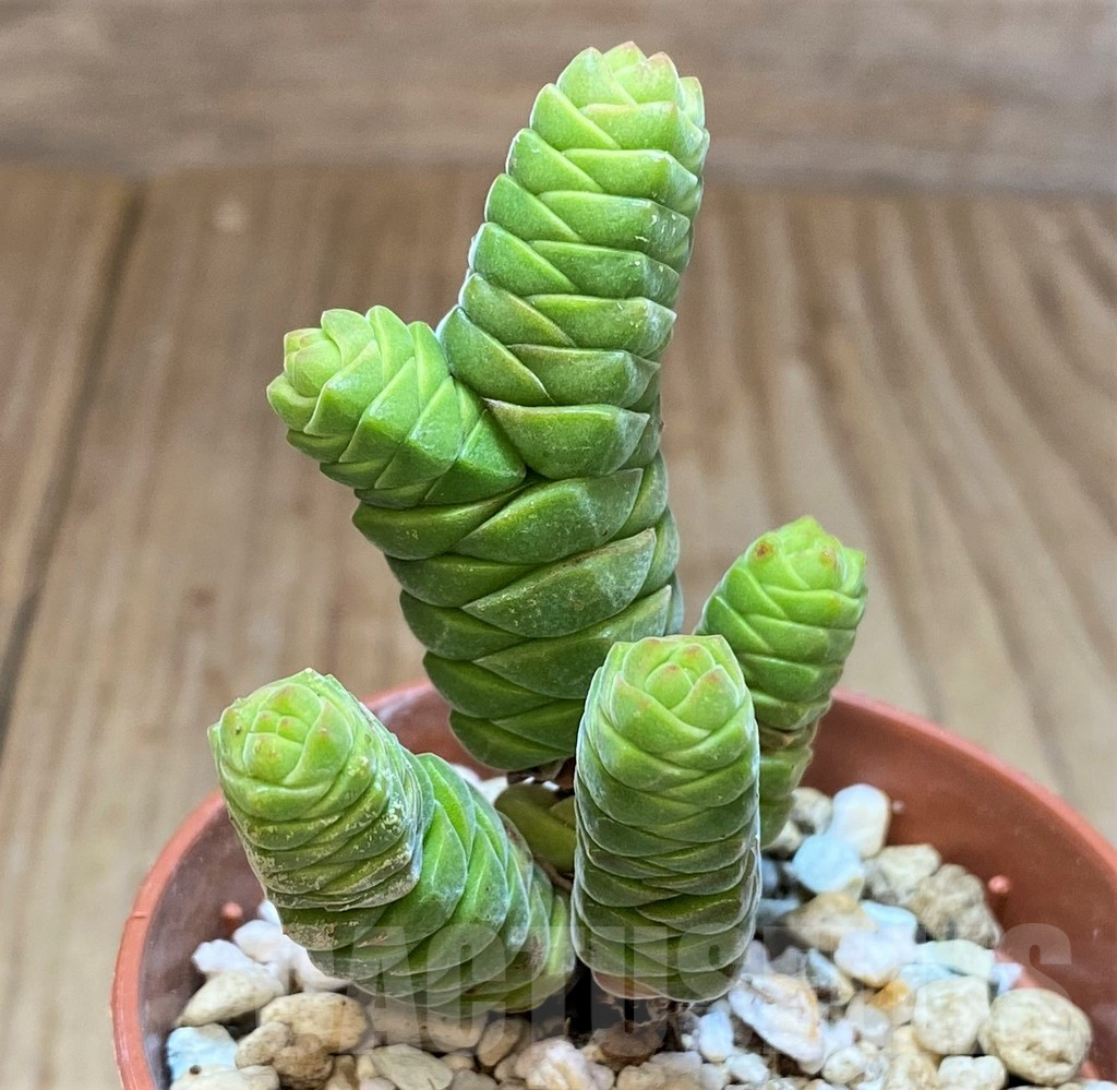 SH3597 Crassula columella - Image 2