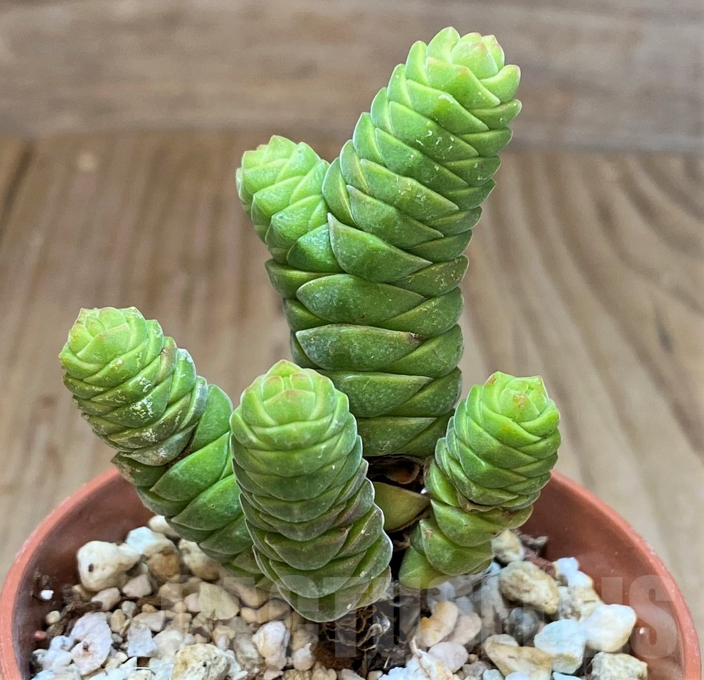 SH3597 Crassula columella