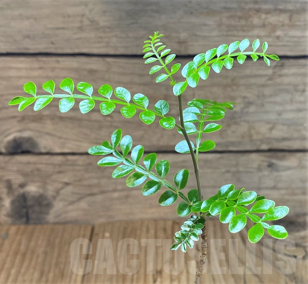 SH3598 Operculicarya pachypus