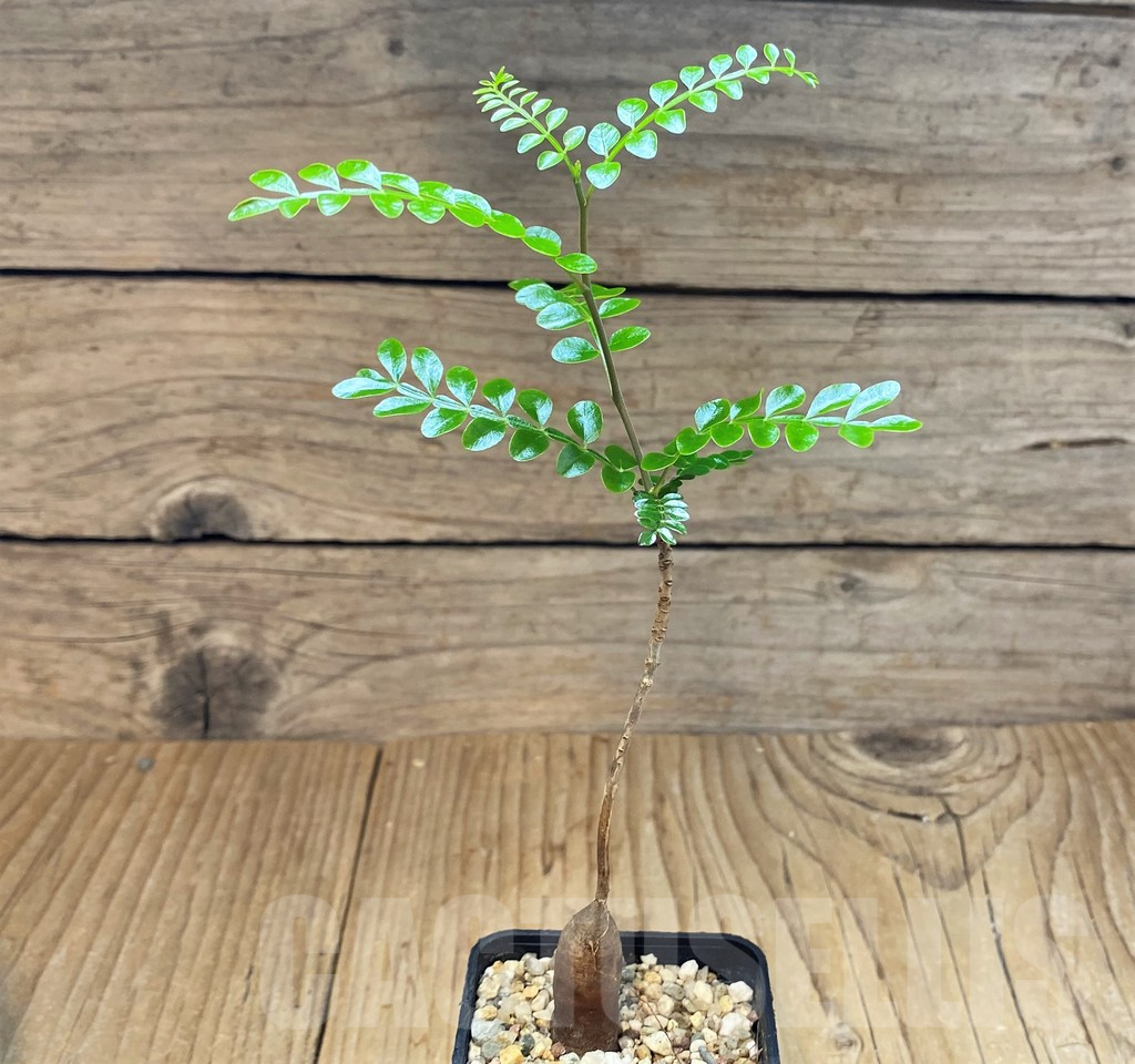 SH3598 Operculicarya pachypus - Image 2