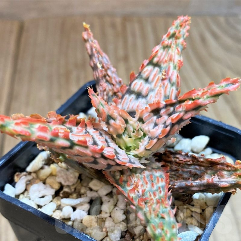 SH3578 Aloe TCT hybrid