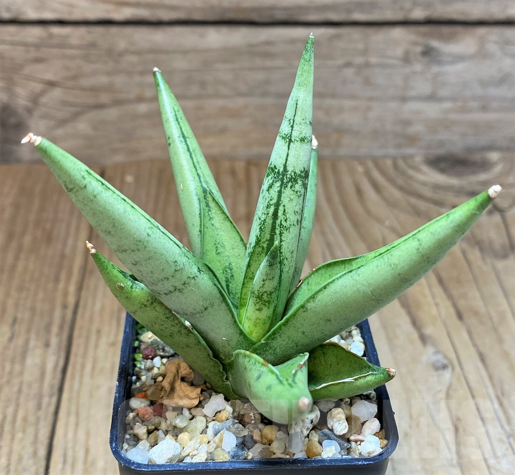 SH3600 Sansevieria ‘Silver Crown’
