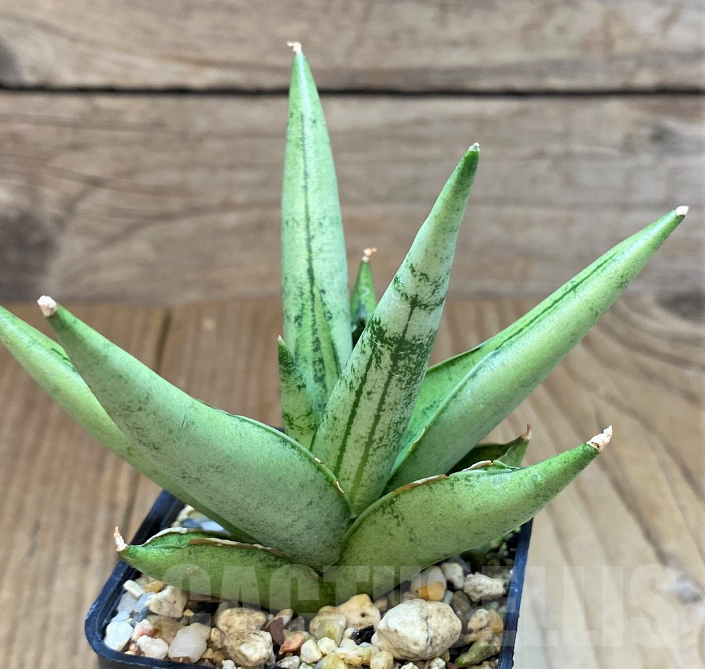 SH3600 Sansevieria ‘Silver Crown’ - immagine 2