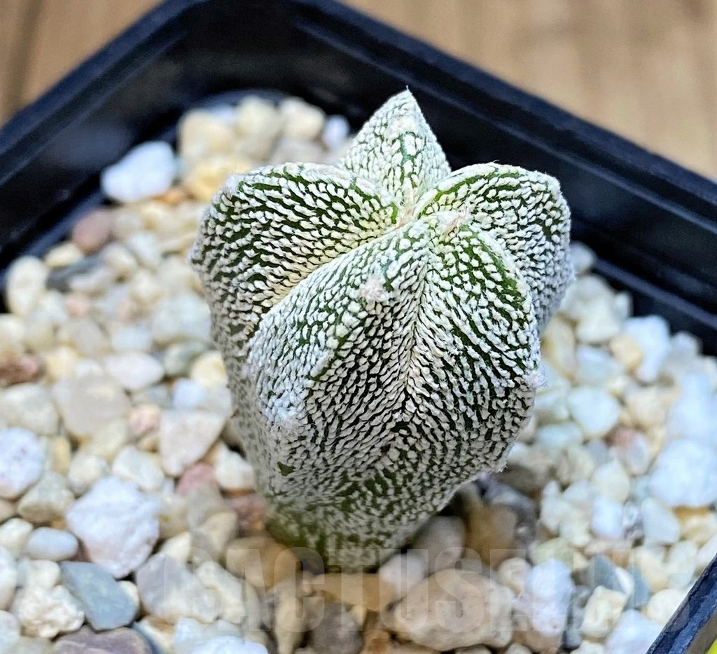 SH3601 Astrophytum myriostigma 'Onzuka'