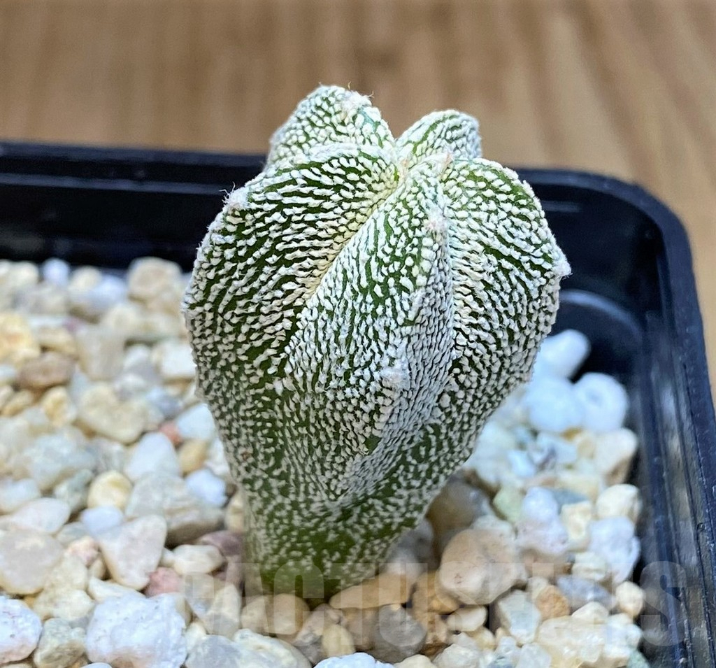 SH3601 Astrophytum myriostigma 'Onzuka' - Image 2