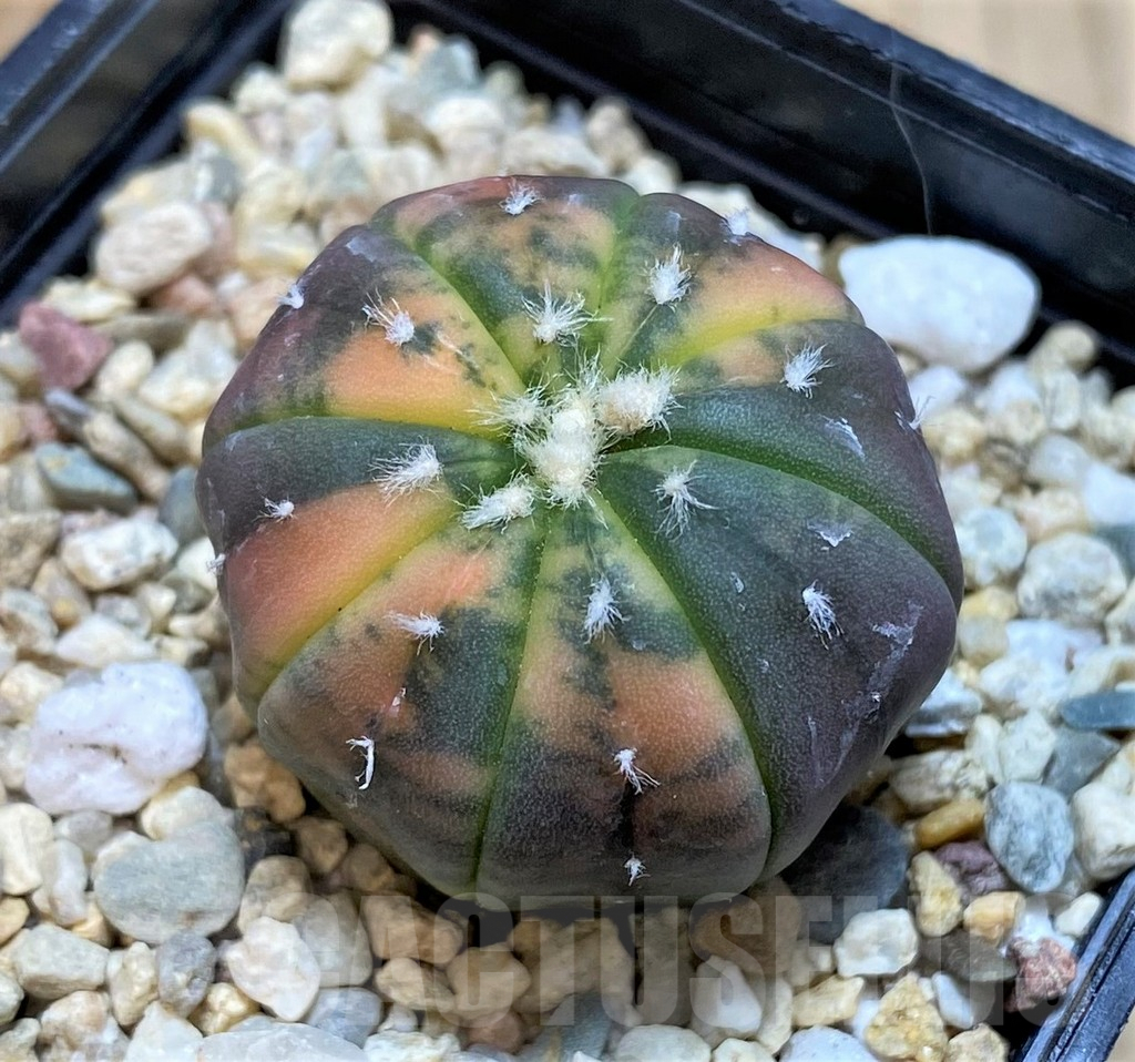 SH3603 Astrophytum asterias ‘Purple Skin Red’ f. variegata - Image 2