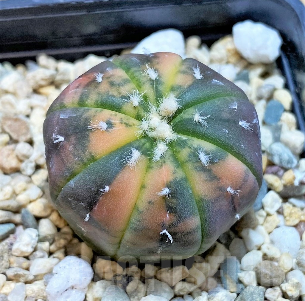 SH3603 Astrophytum asterias ‘Purple Skin Red’ f. variegata