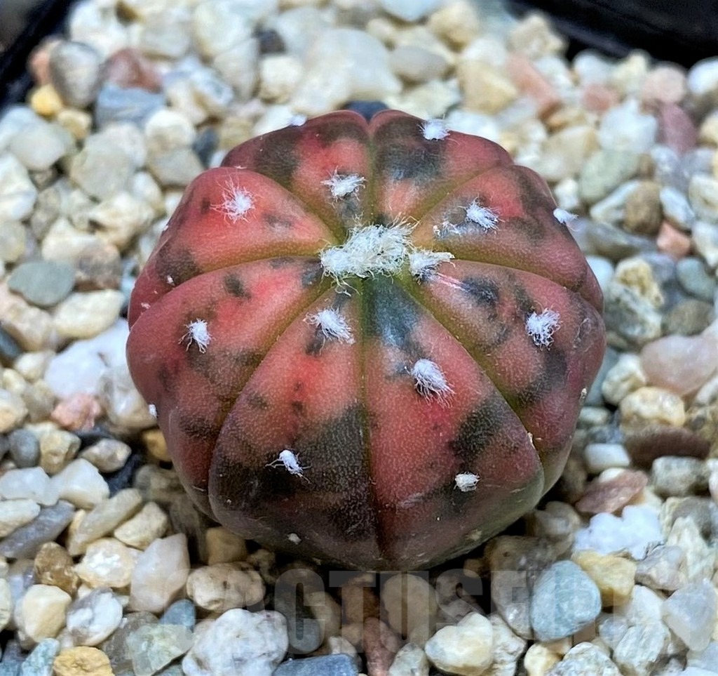 SH3604 Astrophytum asterias ‘Purple Skin Red’ f. variegata – Image 2